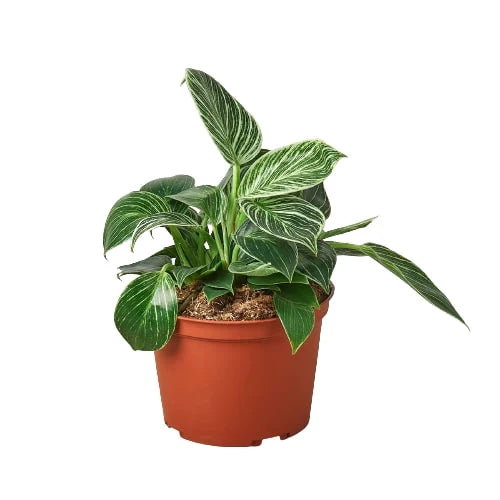 Philodendron 'Birkin