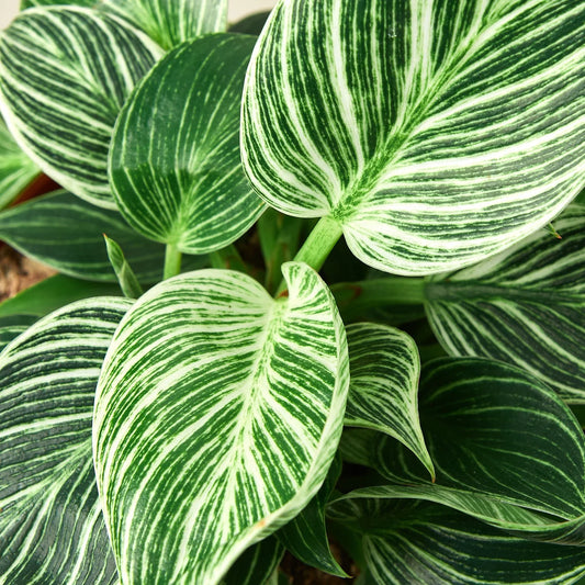 Philodendron 'Birkin 4"