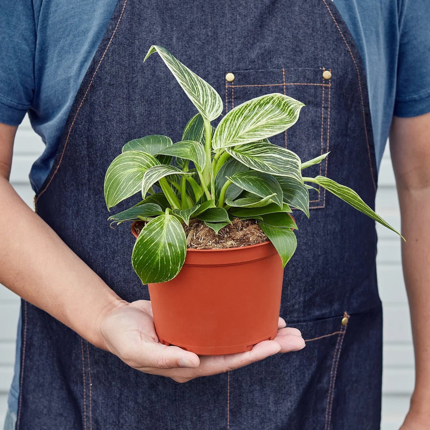 Philodendron 'Birkin