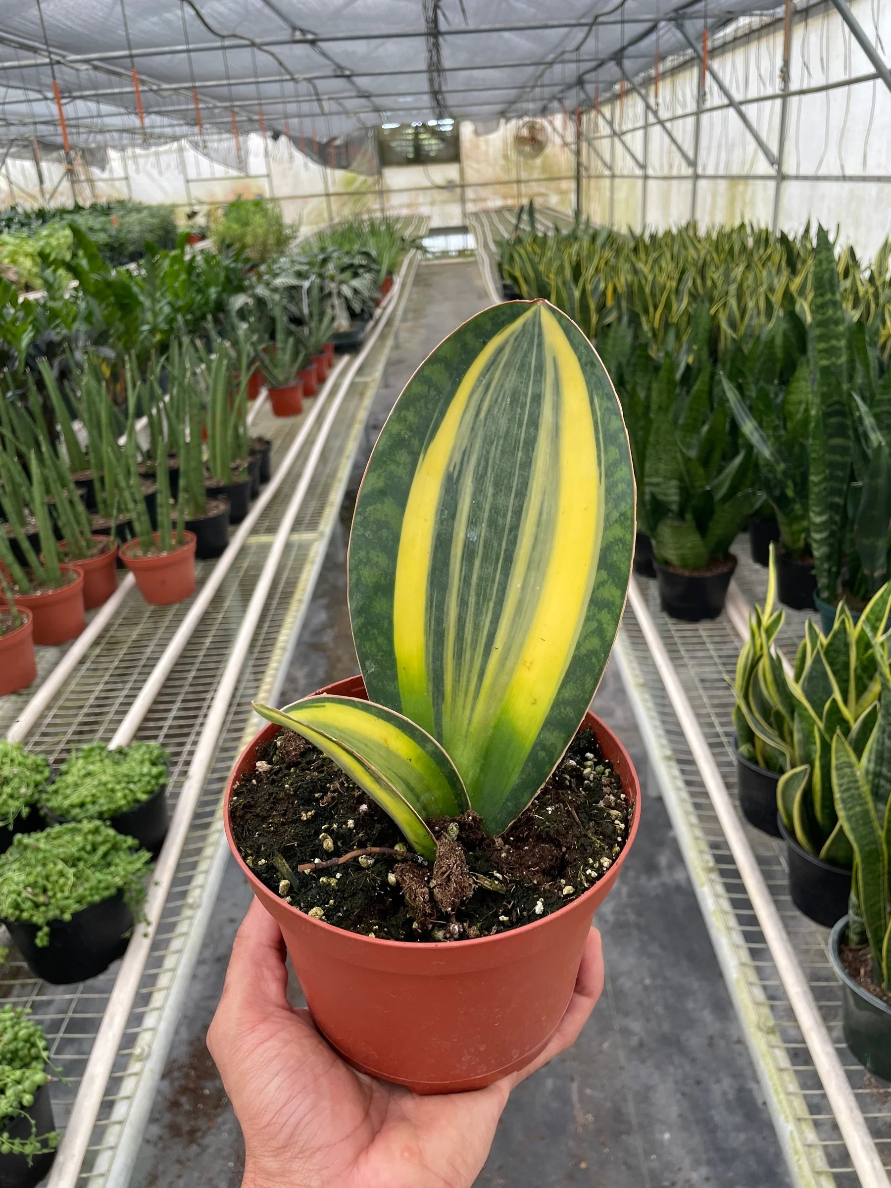 snake plant in terracotta Variegated Shark Fin terracotta Snake Plant 4"