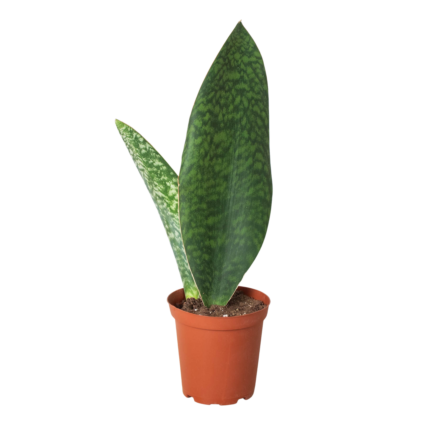 Shark Fin Snake Plant 4" Terracotta Pot