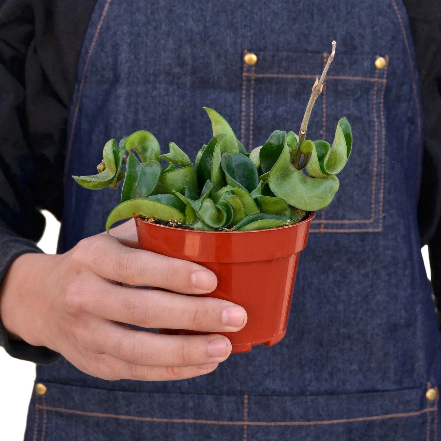 Hoya Rope Plant 4"