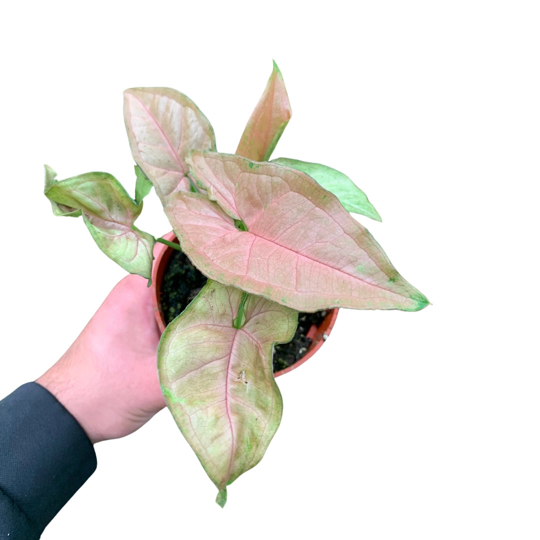 Syngonium Neon Robusta (Arrowhead Plant) 4”