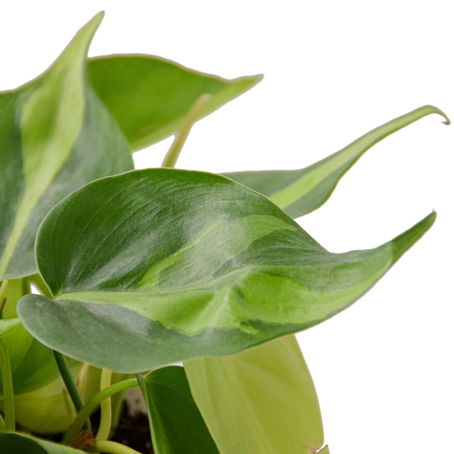 Philodendron 'Brasil