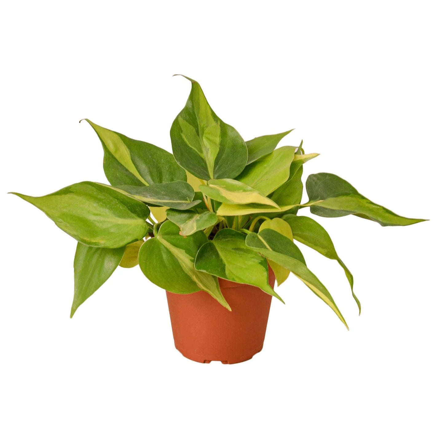 Philodendron 'Brasil