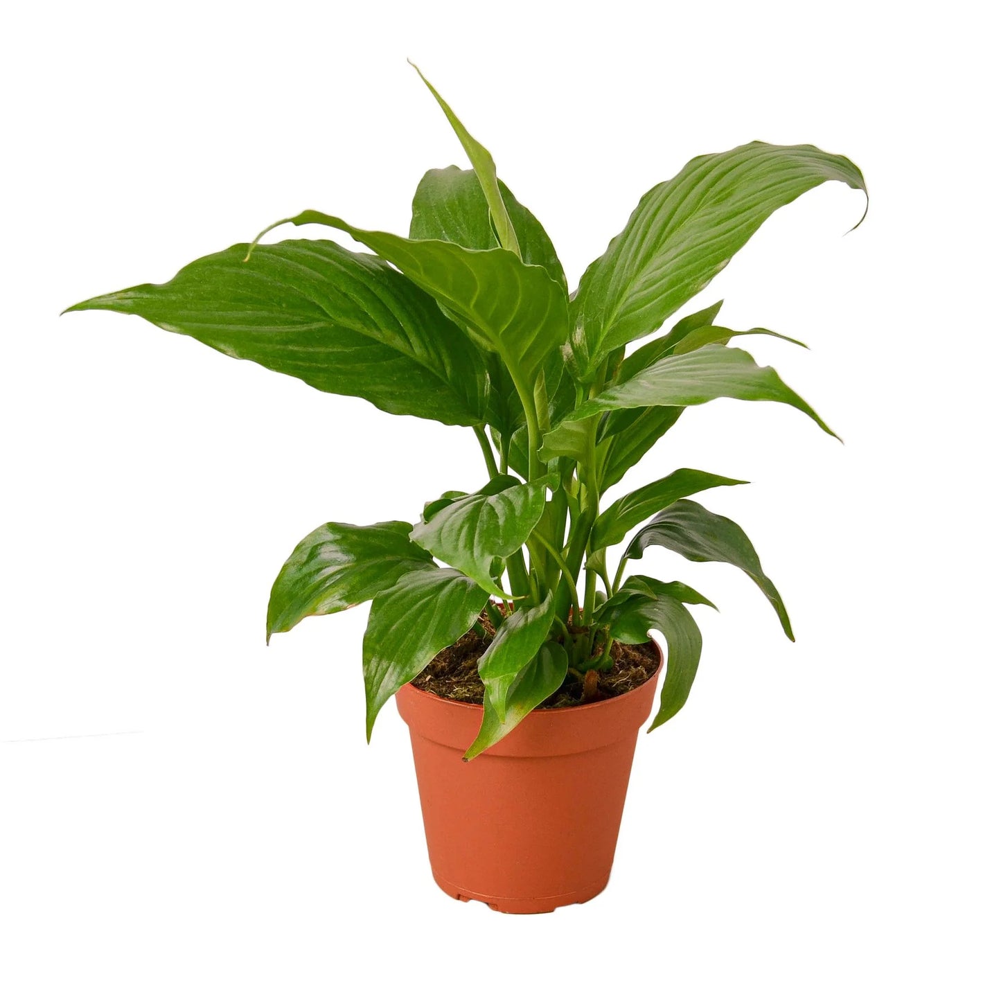 Spathiphyllum 'Peace Lily' Clear pot 4"