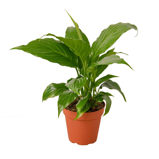 Spathiphyllum 'Peace Lily' Clear pot 4"