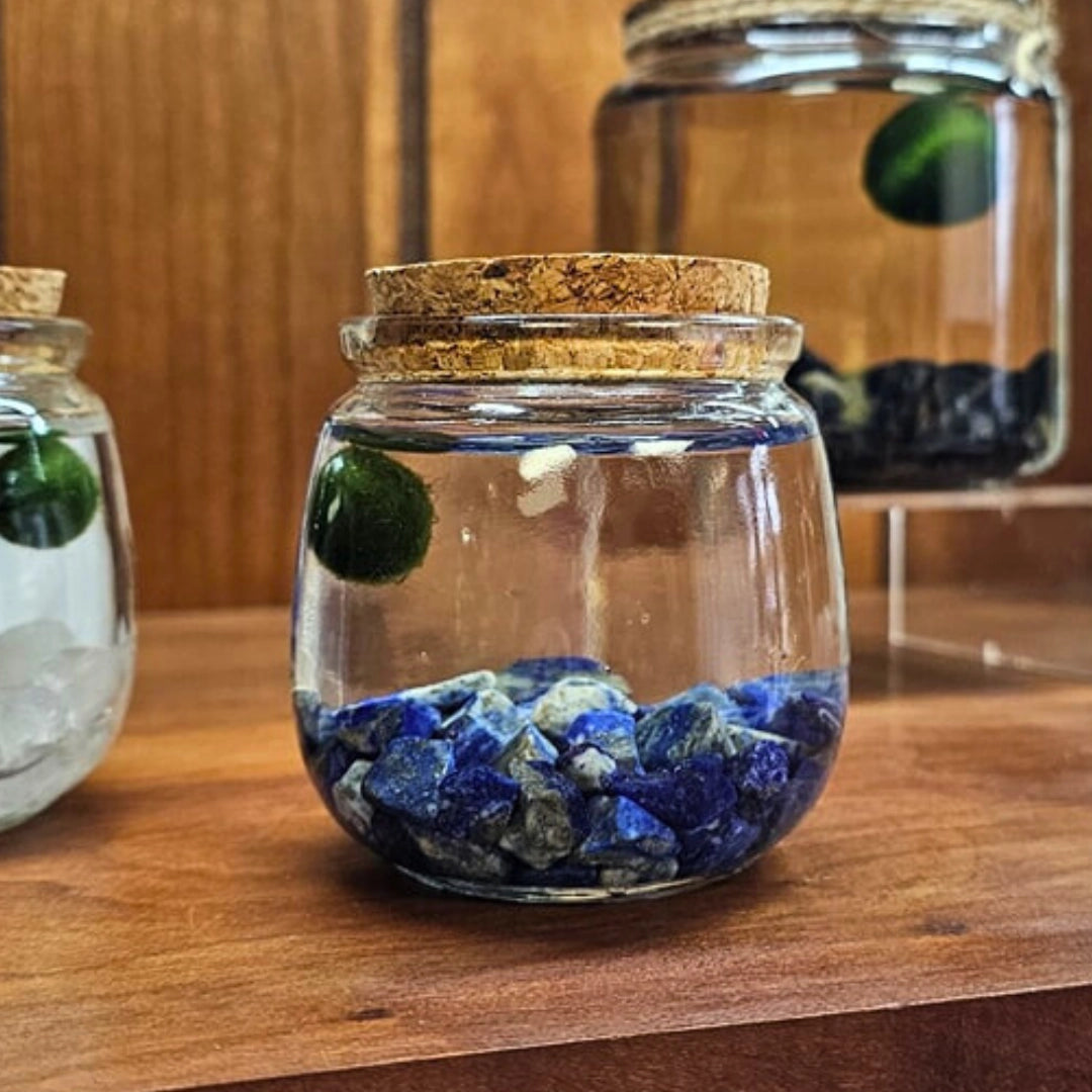 Medium Lapis Lazuli Moss Ball Terrarium