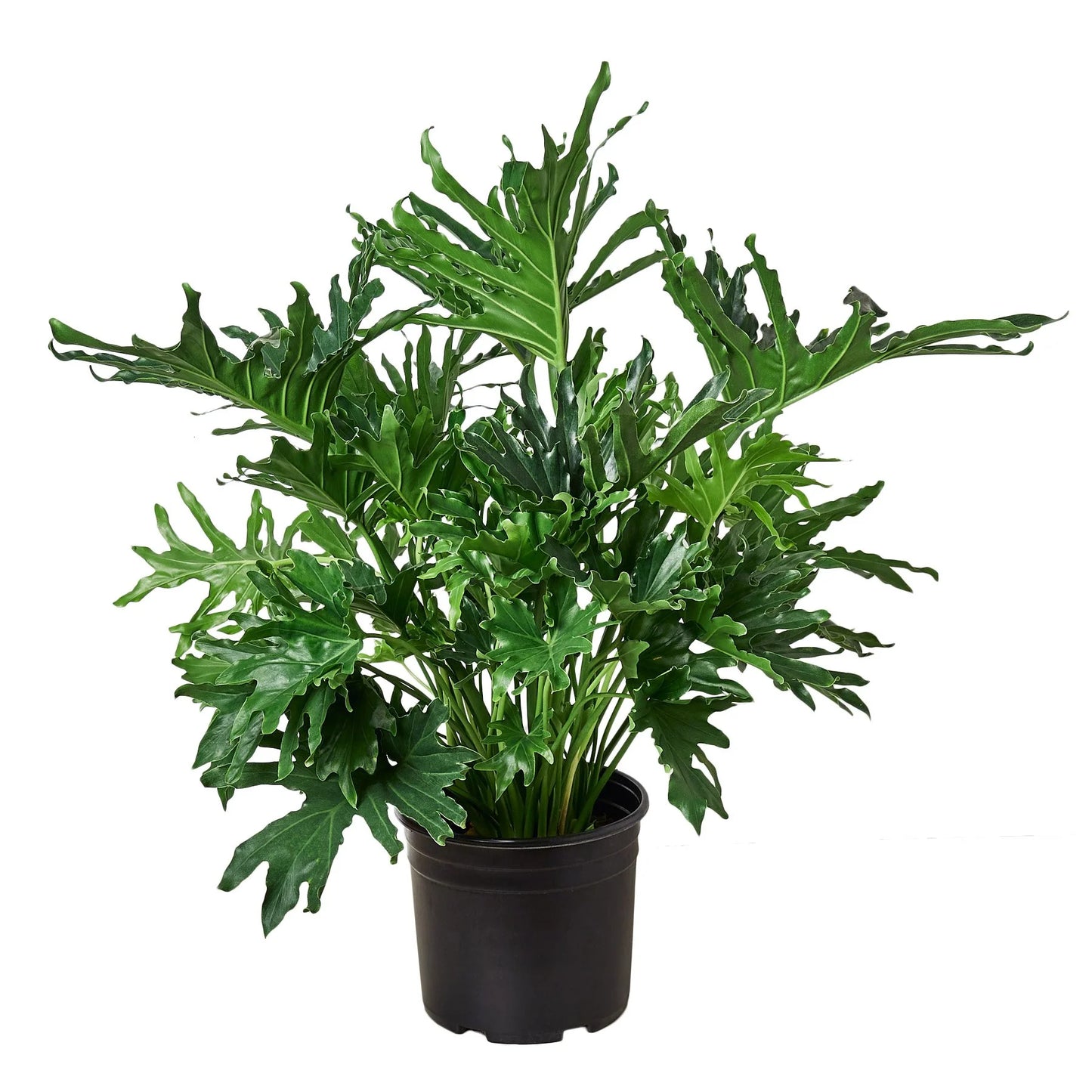 Philodendron 'Lickety Split 8"