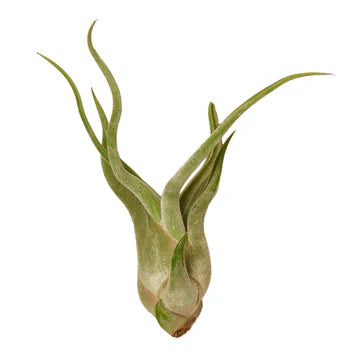 Air Plant Small Variety