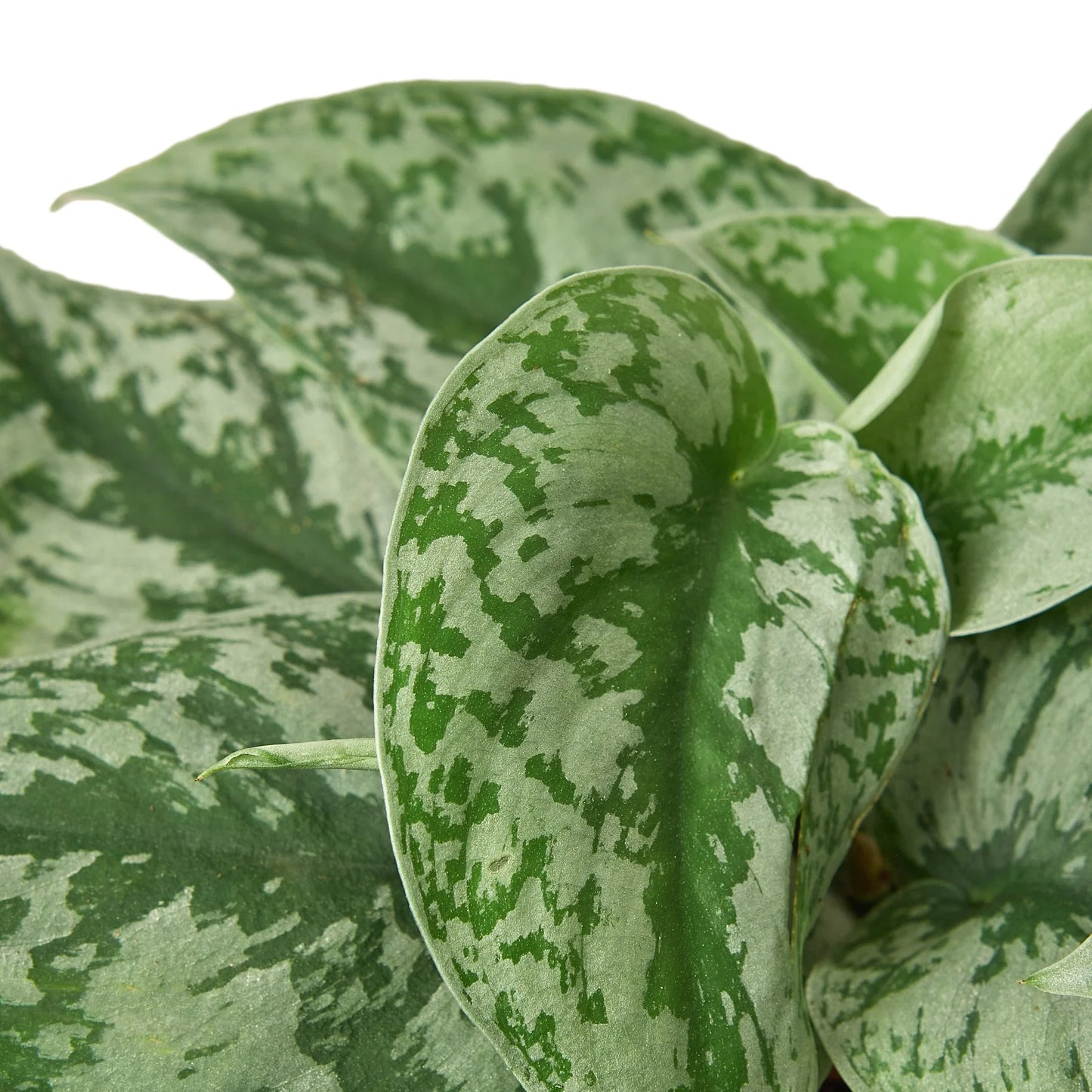 Pothos Silver Splash