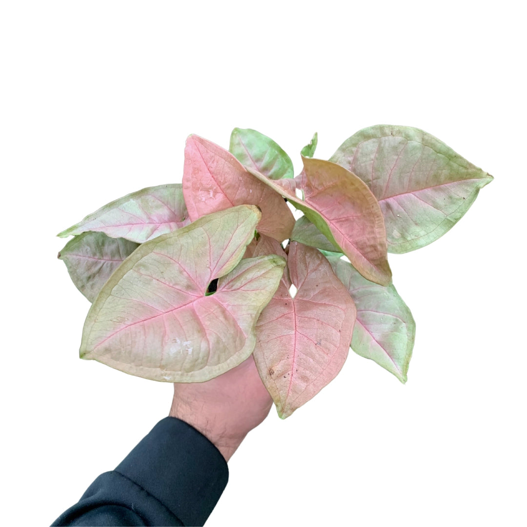 Syngonium Neon Robusta (Arrowhead Plant) 4”