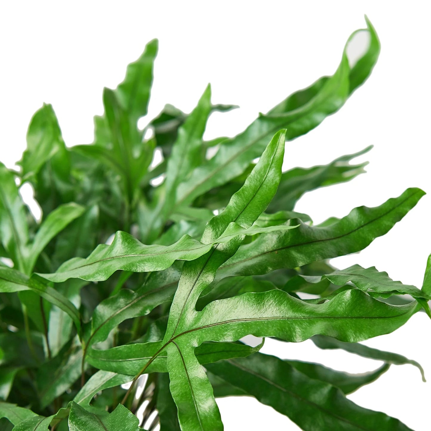 Fern Kangaroo Paw 6"
