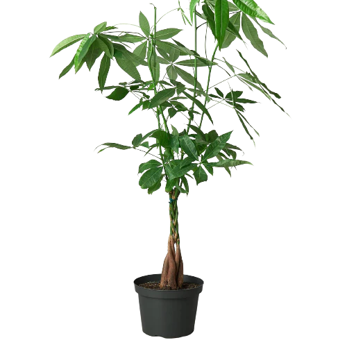 Money Tree 'Guiana Chestnut' Pachira Braid 6"