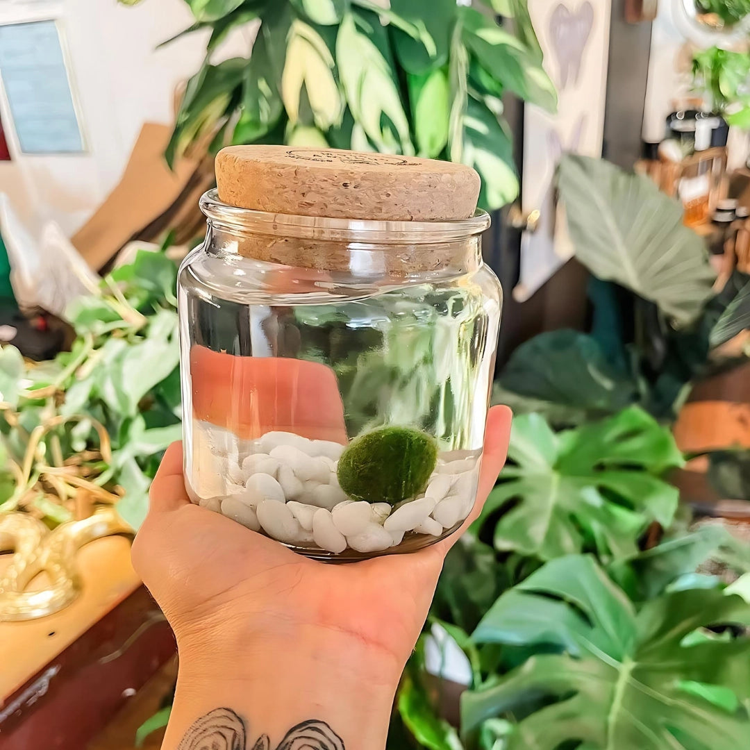 Large Classic Moss Ball Terrarium