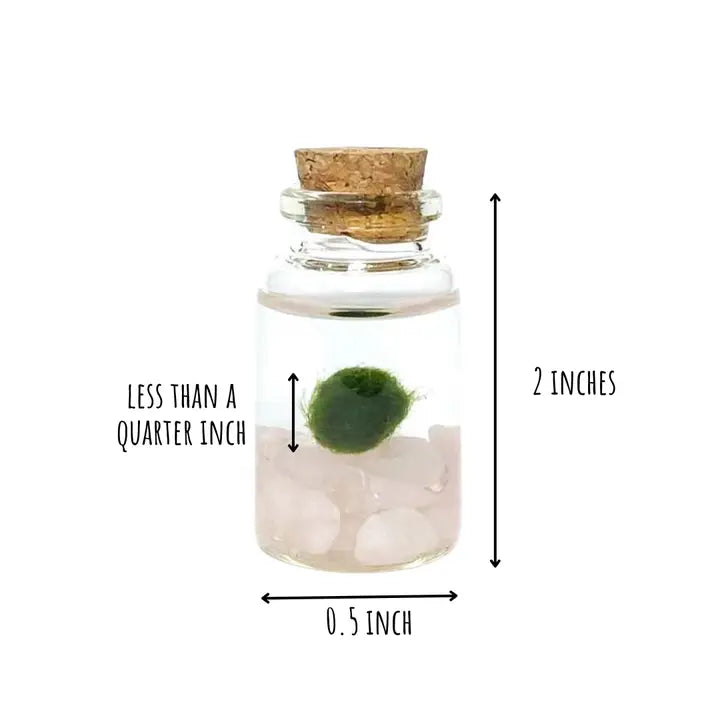Tiny Rose Quartz Gemstone Moss Ball Terrarium