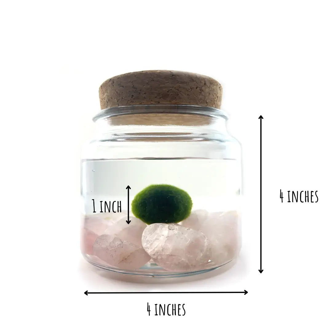 Large Rose Quartz Moss Ball Terrarium