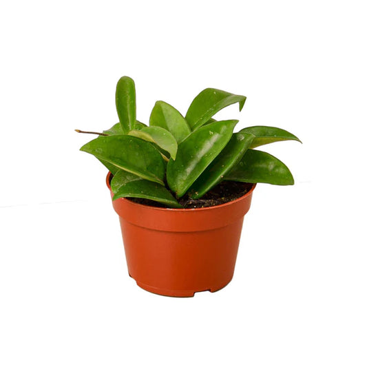 Hoya Carnosa 4" clear pot