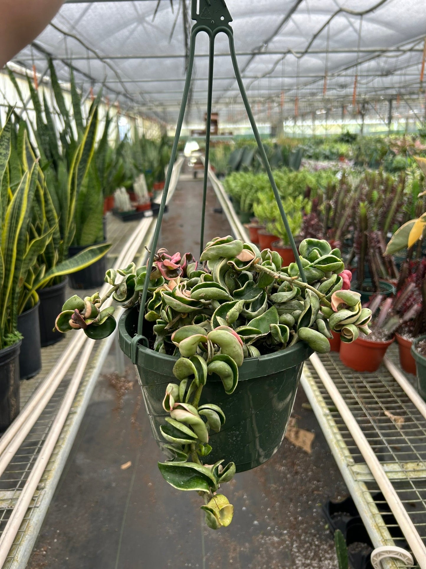 Hoya Rope Plant Variegated 4"