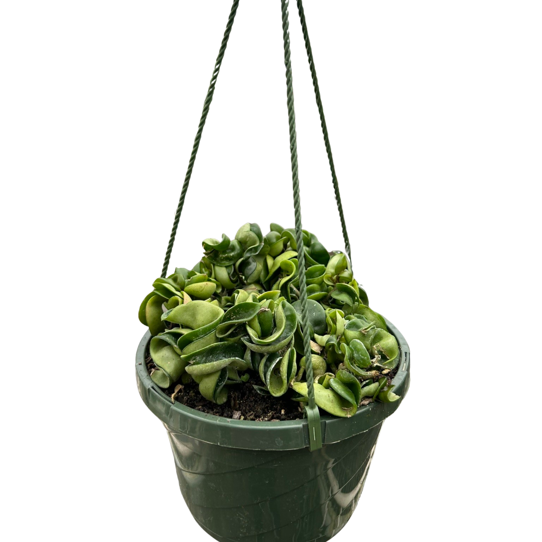 Hoya Rope Plant Variegated 4"