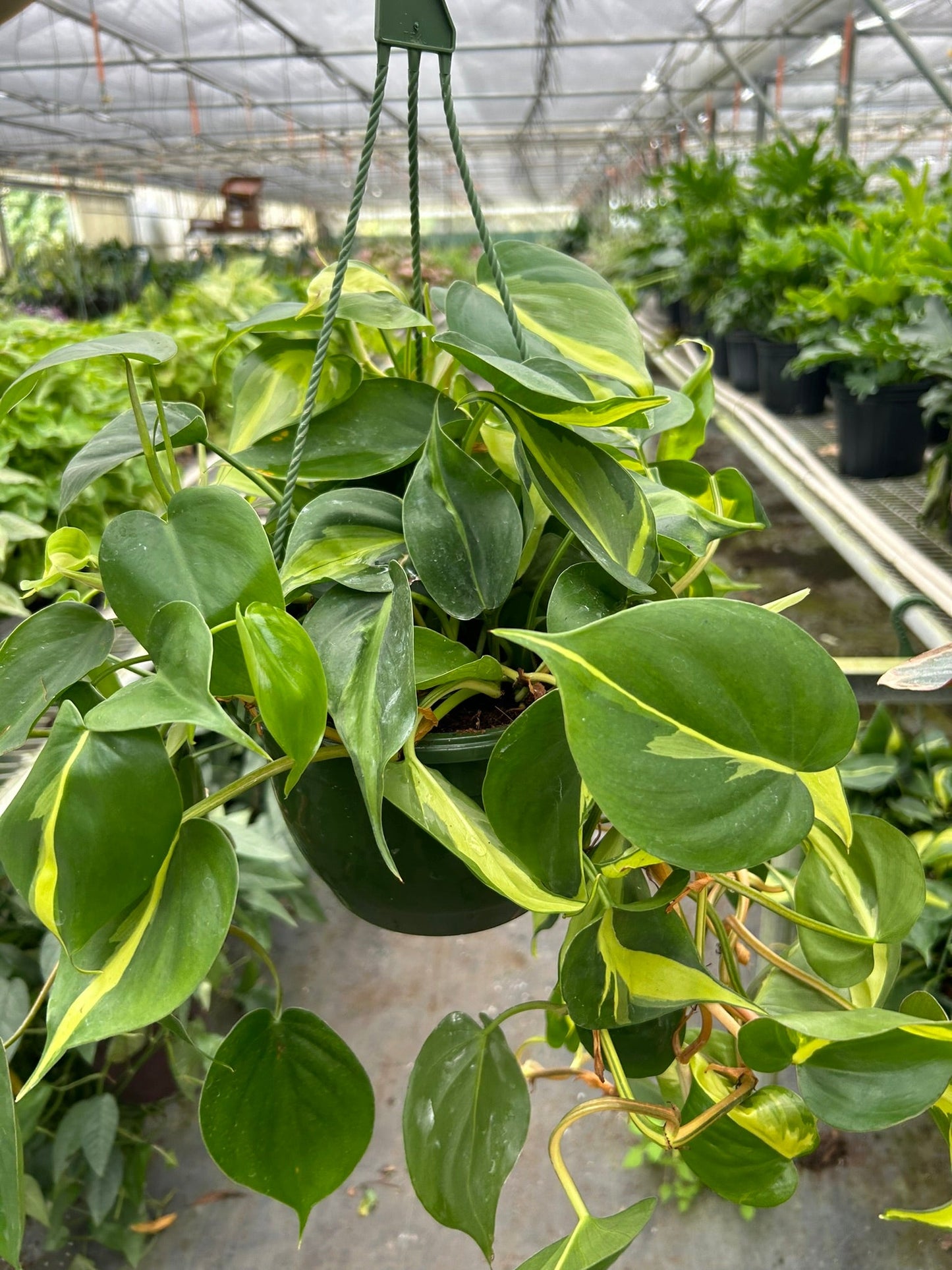 Philodendron 'Brasil