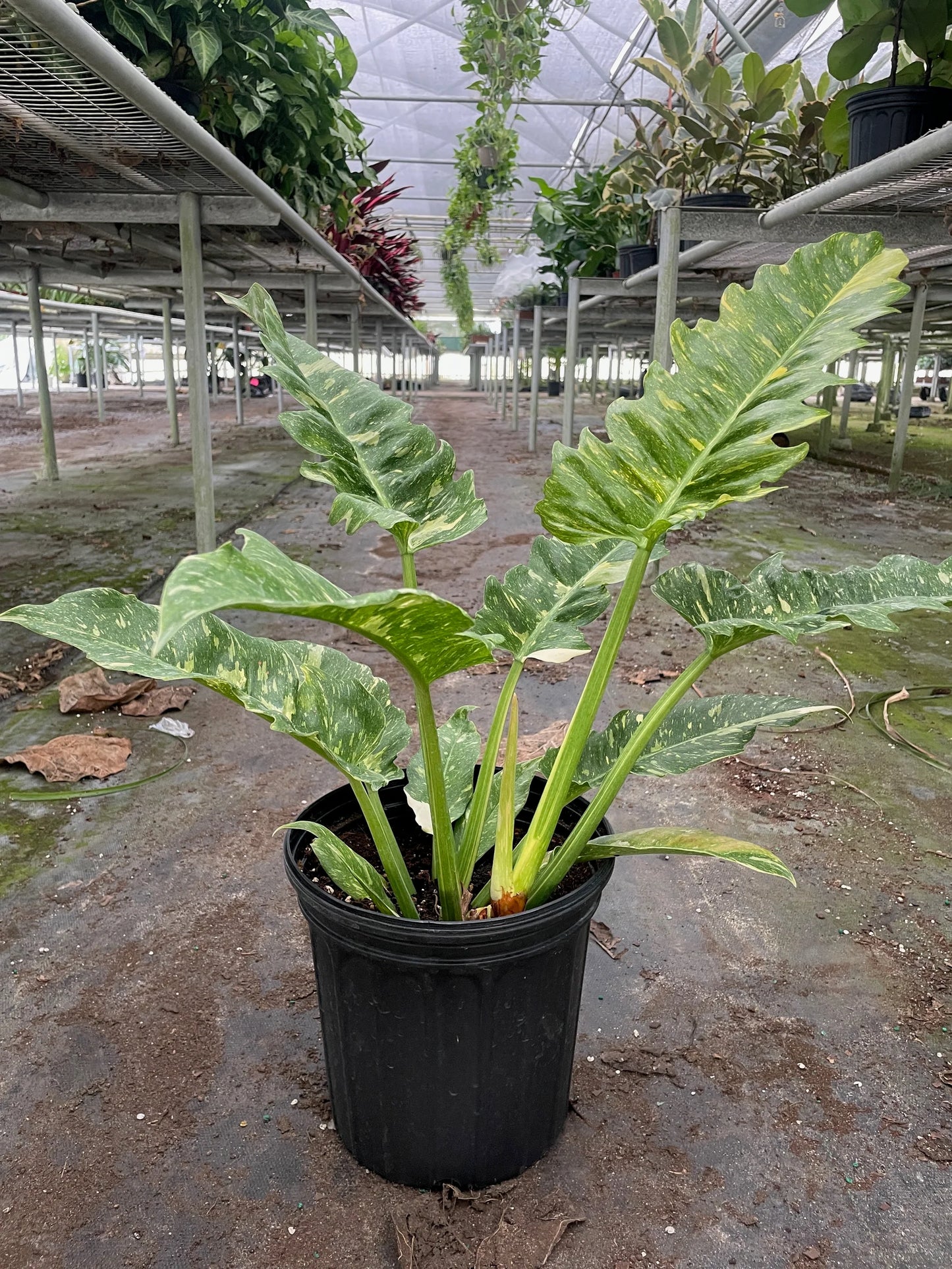 Philodendron 'Variegated Ring of Fire 5" -Clear Pot