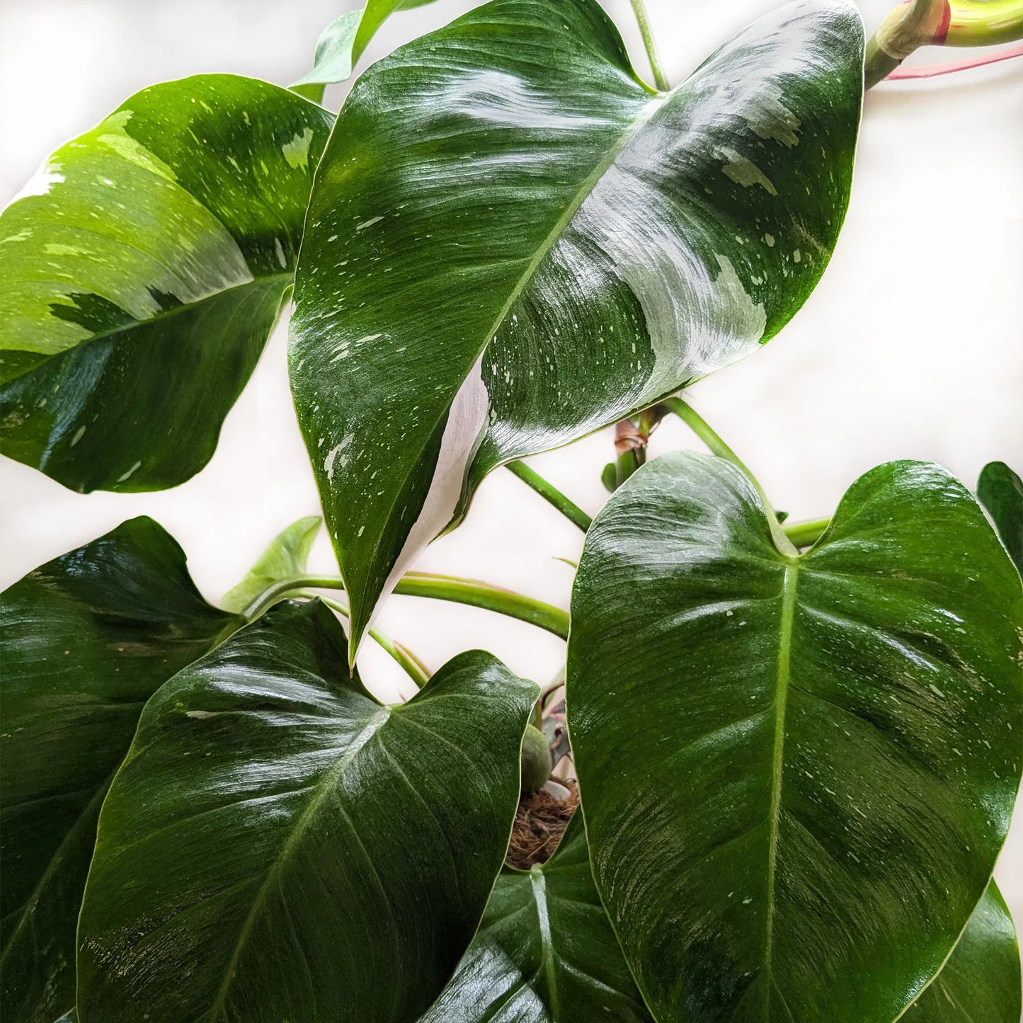 Philodendron 'White Princess 6" clear pot