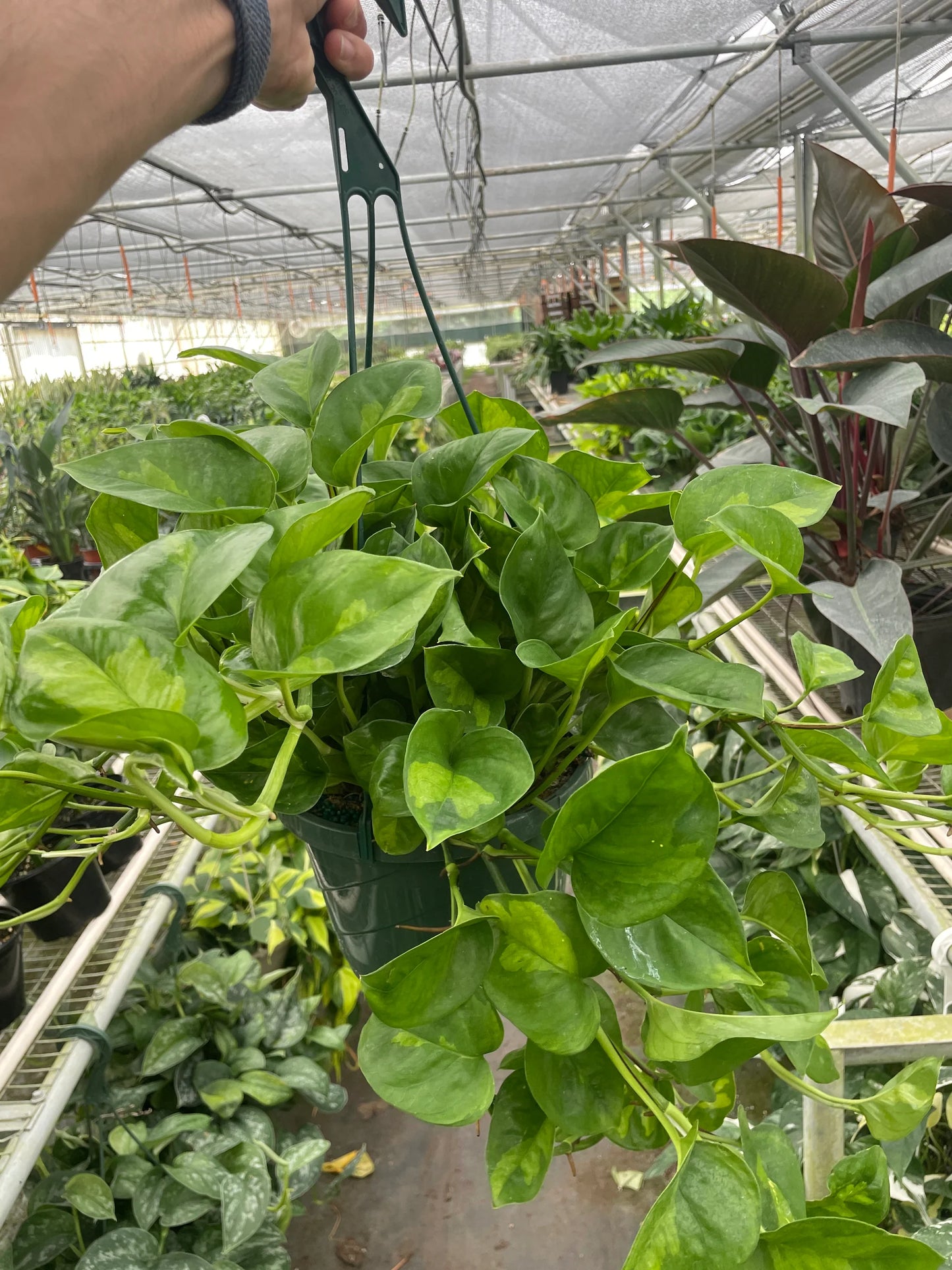 Pothos 'Global Green 3" clear pot