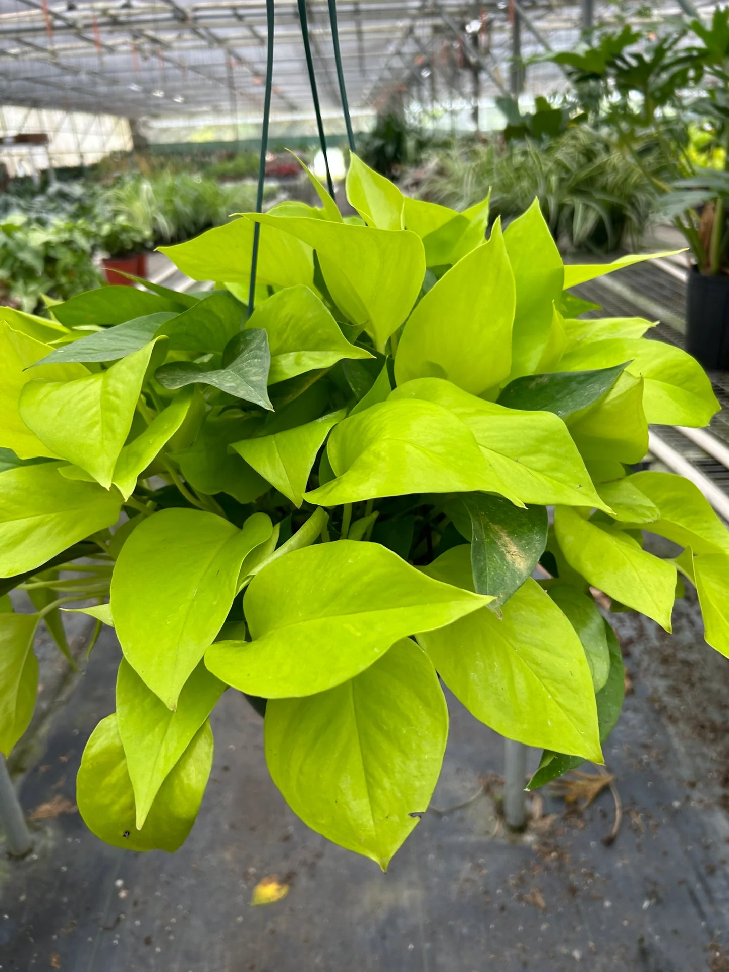 Pothos 'Neon' 4" Clear Pot