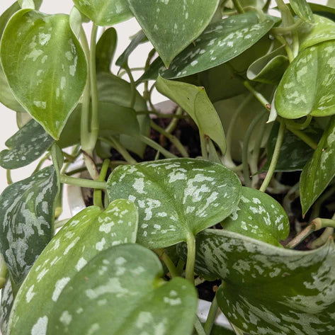 is scindapsus a pothos Pothos Satin