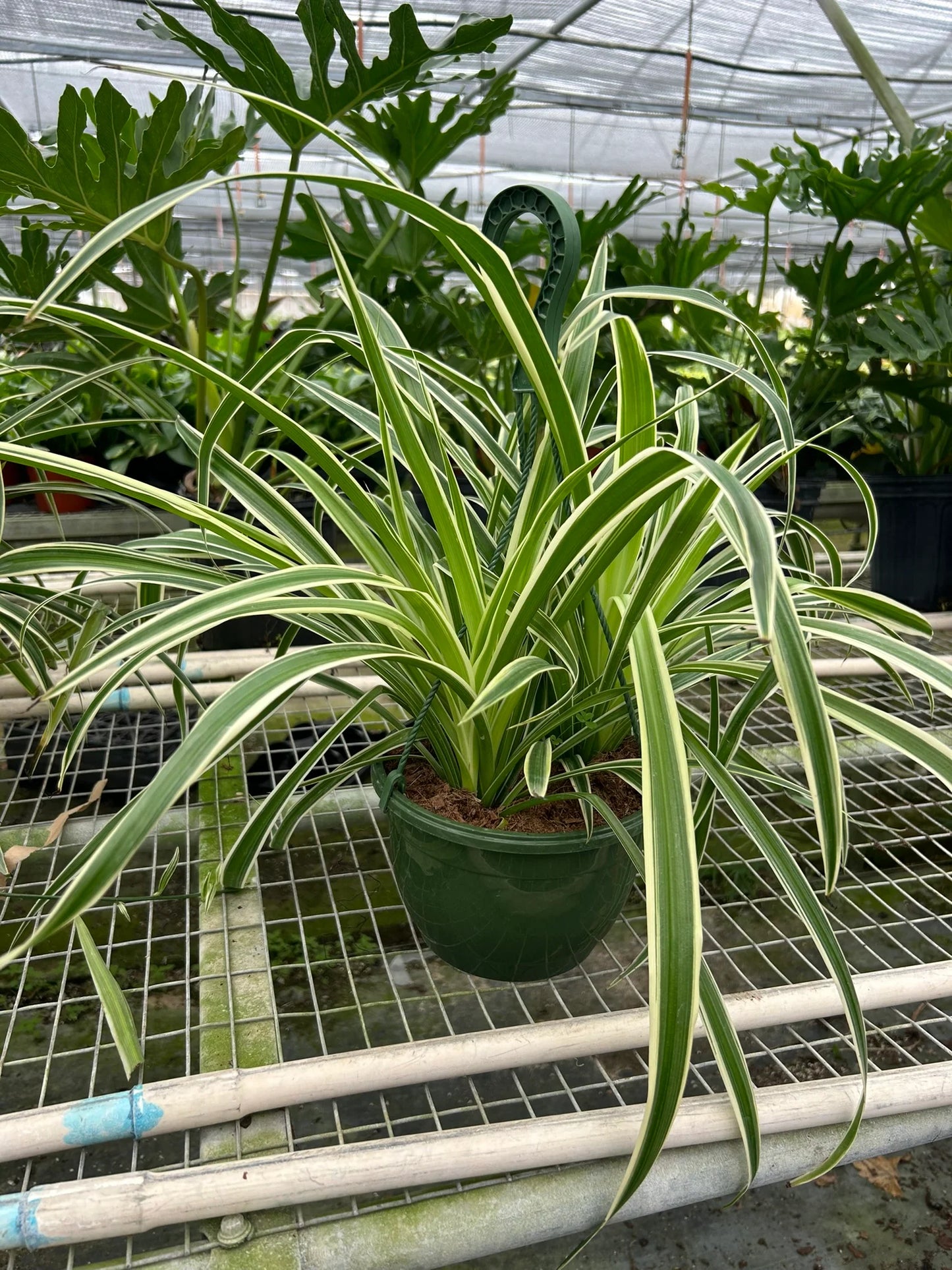 Spider Plant Reverse 4"