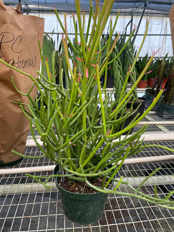 Euphorbia Pencil Cactus 6" clear pot