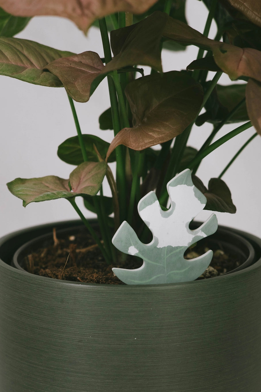 Mini Monstera PlantDoc: Color-Change Plant Moisture Meter