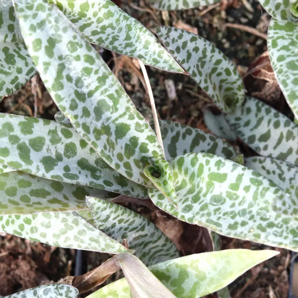 Ledebouria Silver Quill