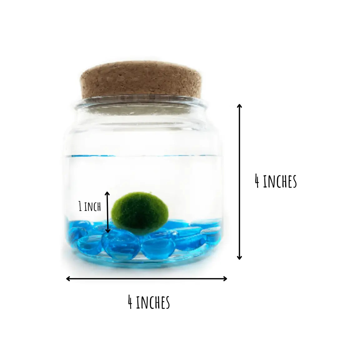 Large Blue Glass Moss Ball Terrarium