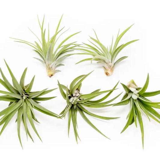 Velutina Air Plants