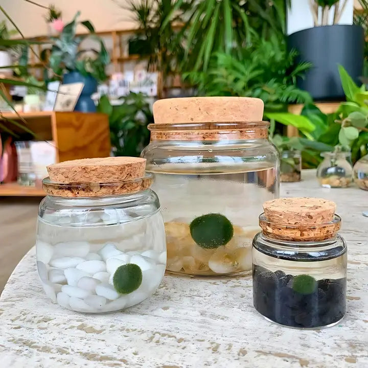 Small Obsidian Moss Ball Terrarium