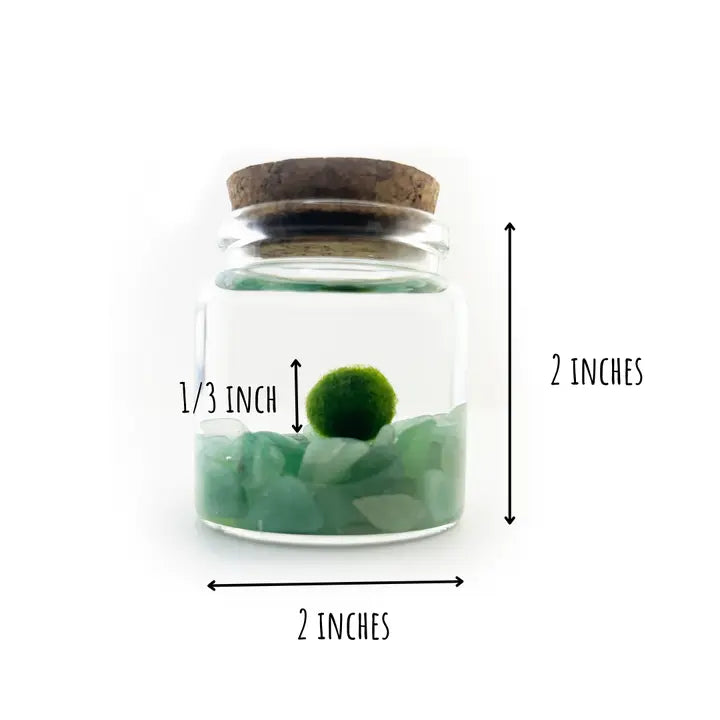 Small Aventurine Moss Ball Terrarium