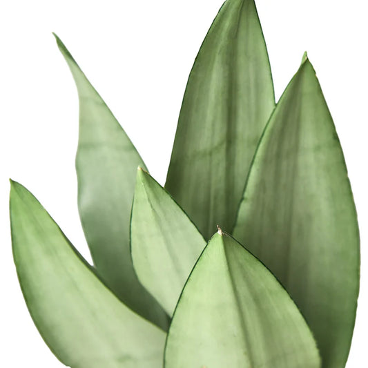 Snake Plant Moonshine 6"