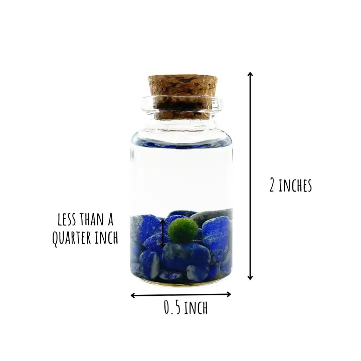 Tiny Lapis Lazuli Gemstones Moss Ball Terrarium