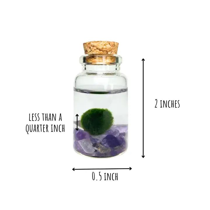 Tiny Amethyst Gemstones Moss Ball Terrarium