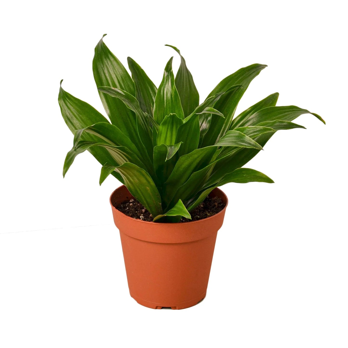 Dracaena 'Janet Craig 4" Clear Pot