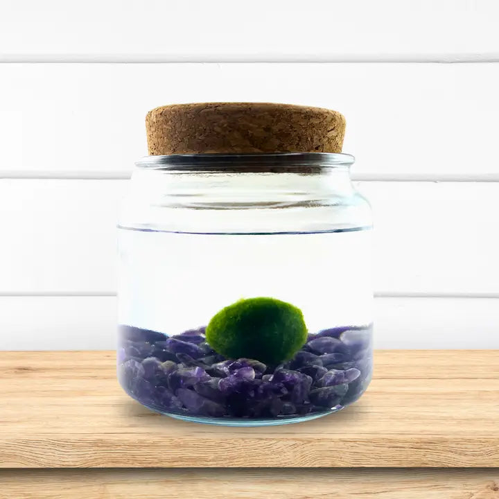 Large Amethyst Gemstones Moss Ball Terrarium
