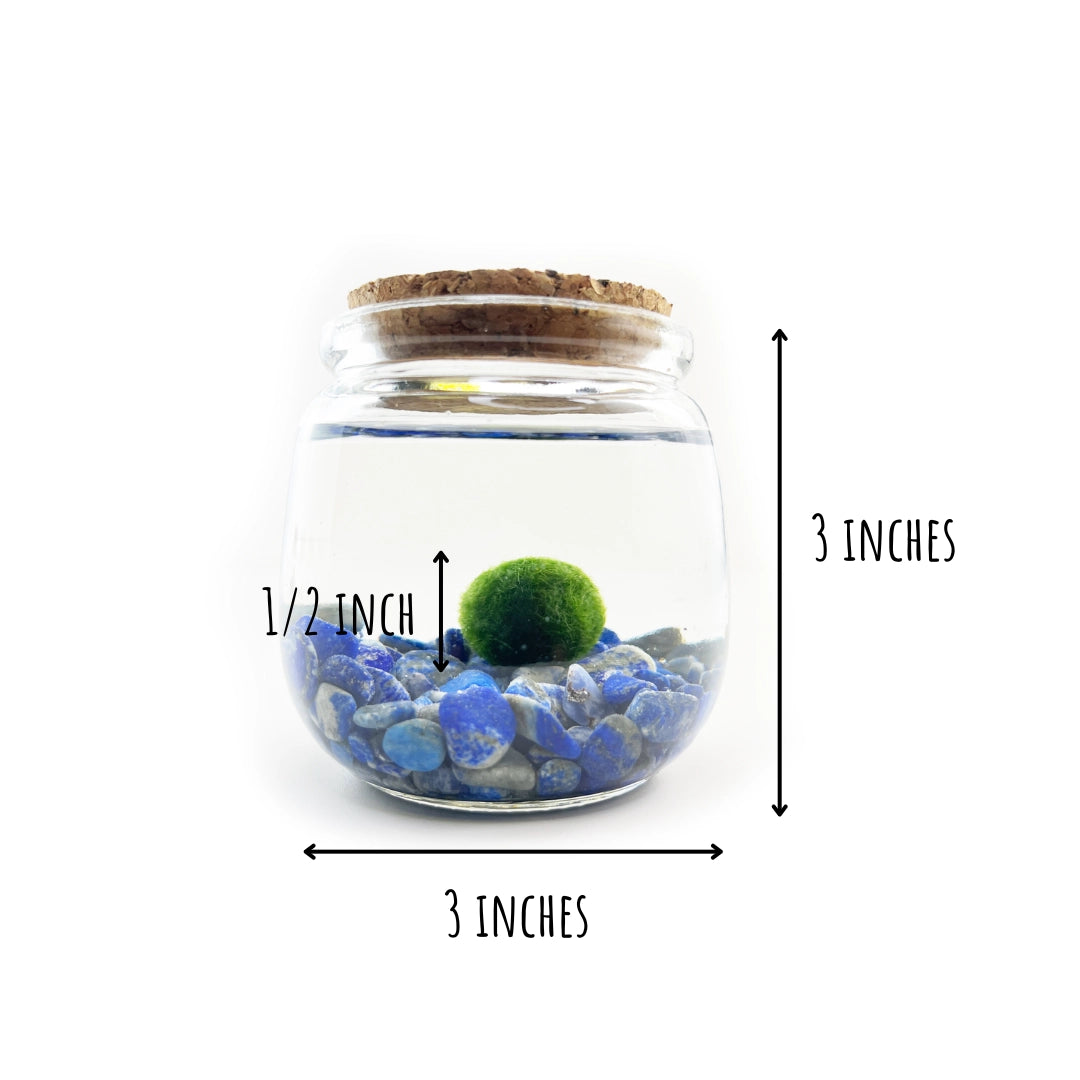 Medium Lapis Lazuli Moss Ball Terrarium