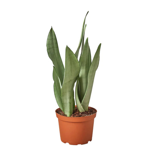 Snake Plant Moonshine 6"