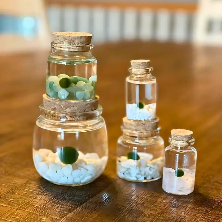 Small Classic Moss Ball Terrarium