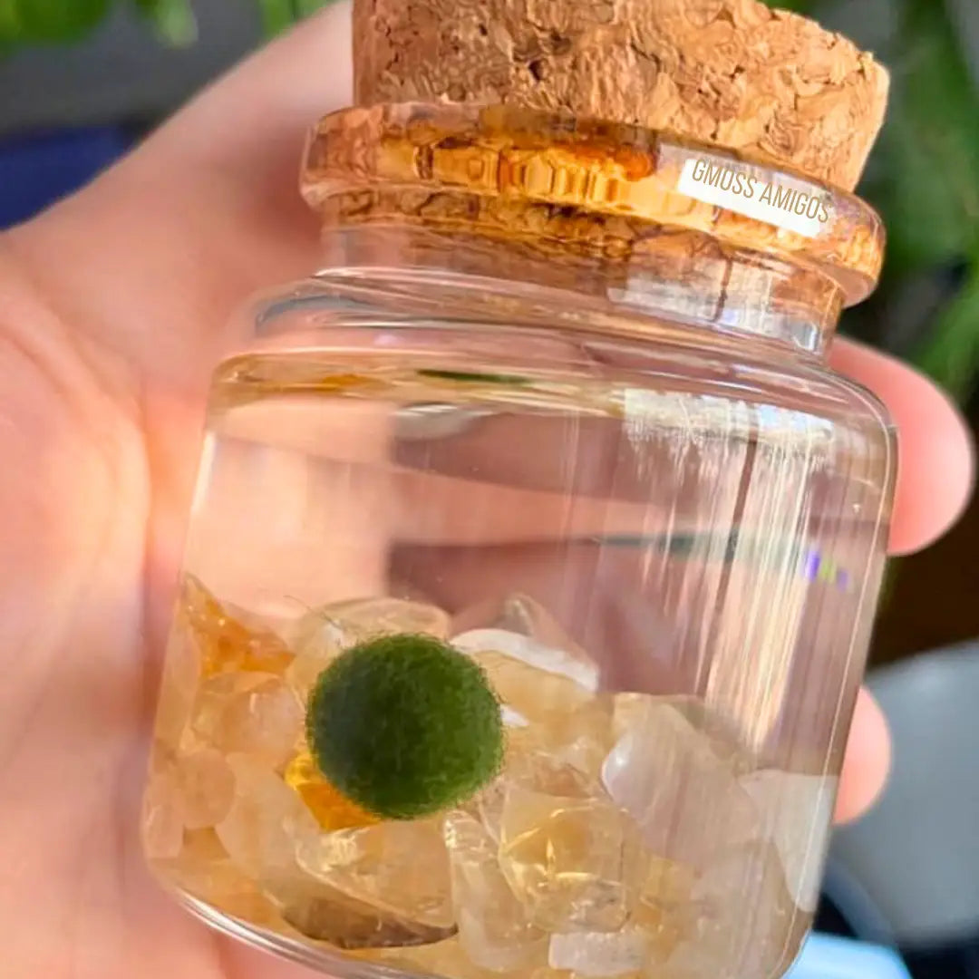 Small Citrine Gemstones Moss Ball Terrarium