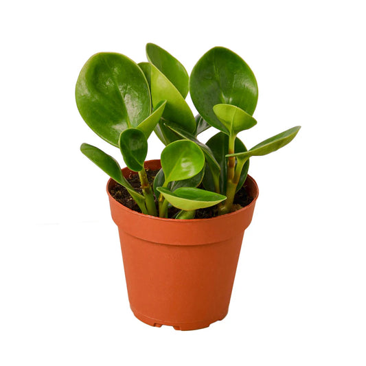 Peperomia Thailand 4"