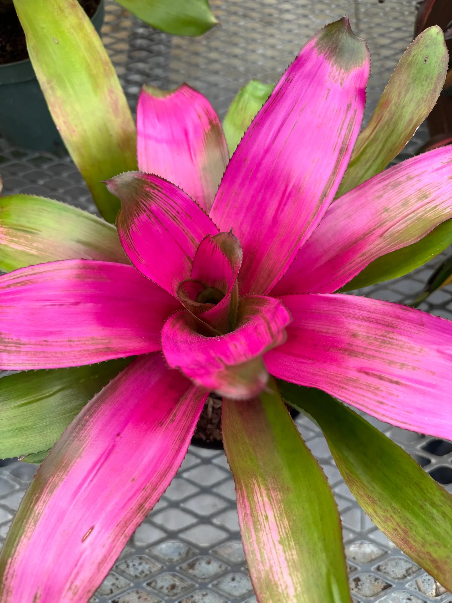 Bromeliad Pink Sensation