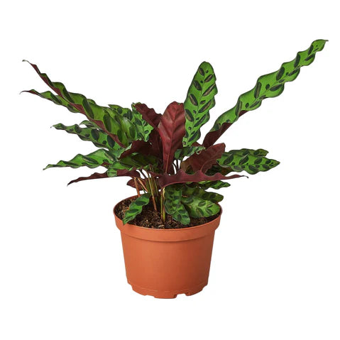 Calathea Lancifolia Rattlesnake 6"